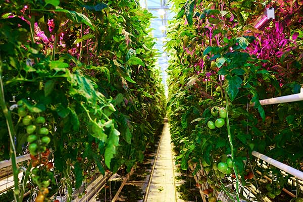 Luz de cultivo LED en horticultura Luz de cultivo LED en horticultura